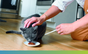 cat eating from a bowl, with a human using a syringe to administer senvelgo