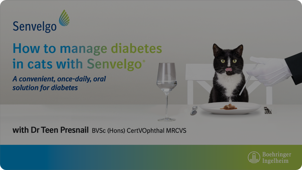 How to manage diabetes in cats with Senvelgo - watch our webinar